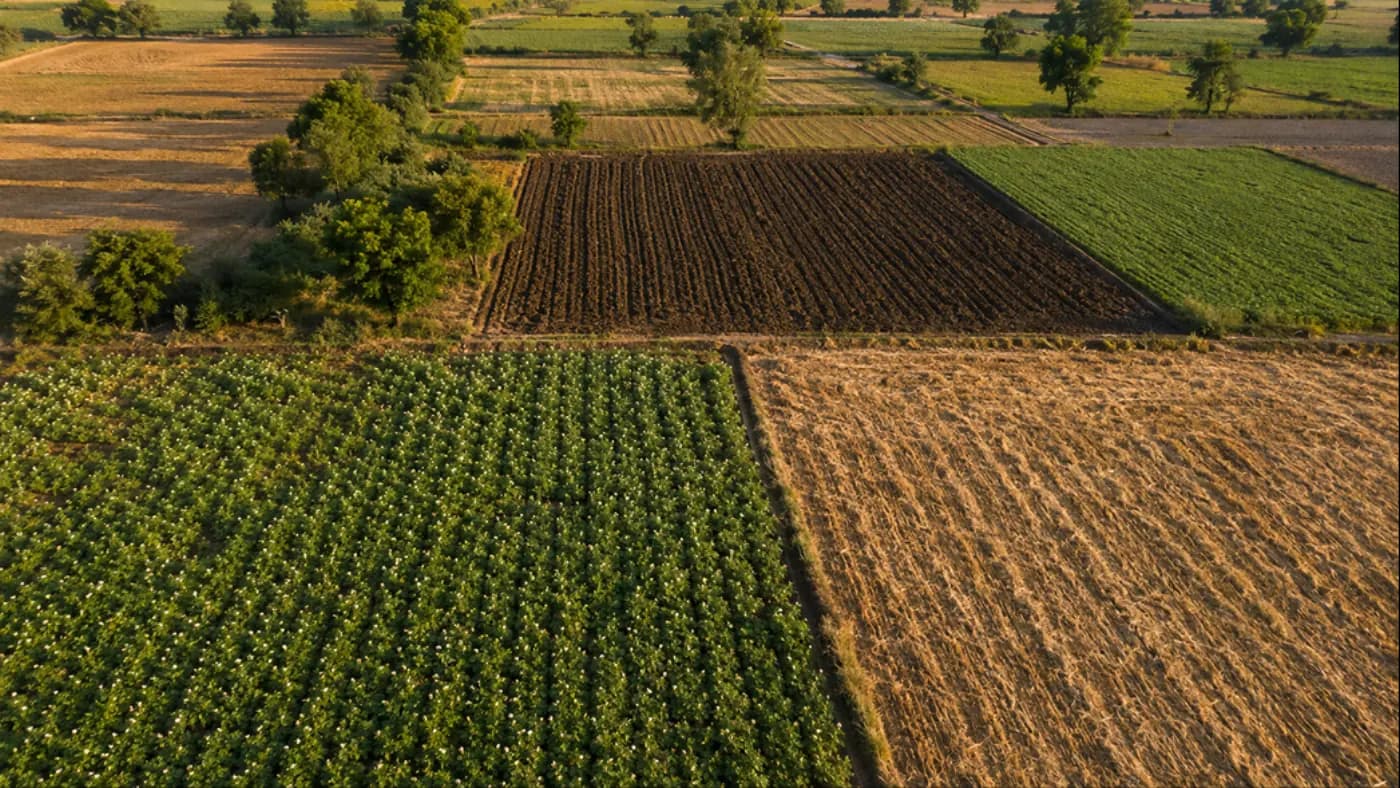 Crop Rotation: Which Crop After Which, and Which to Never Repeat