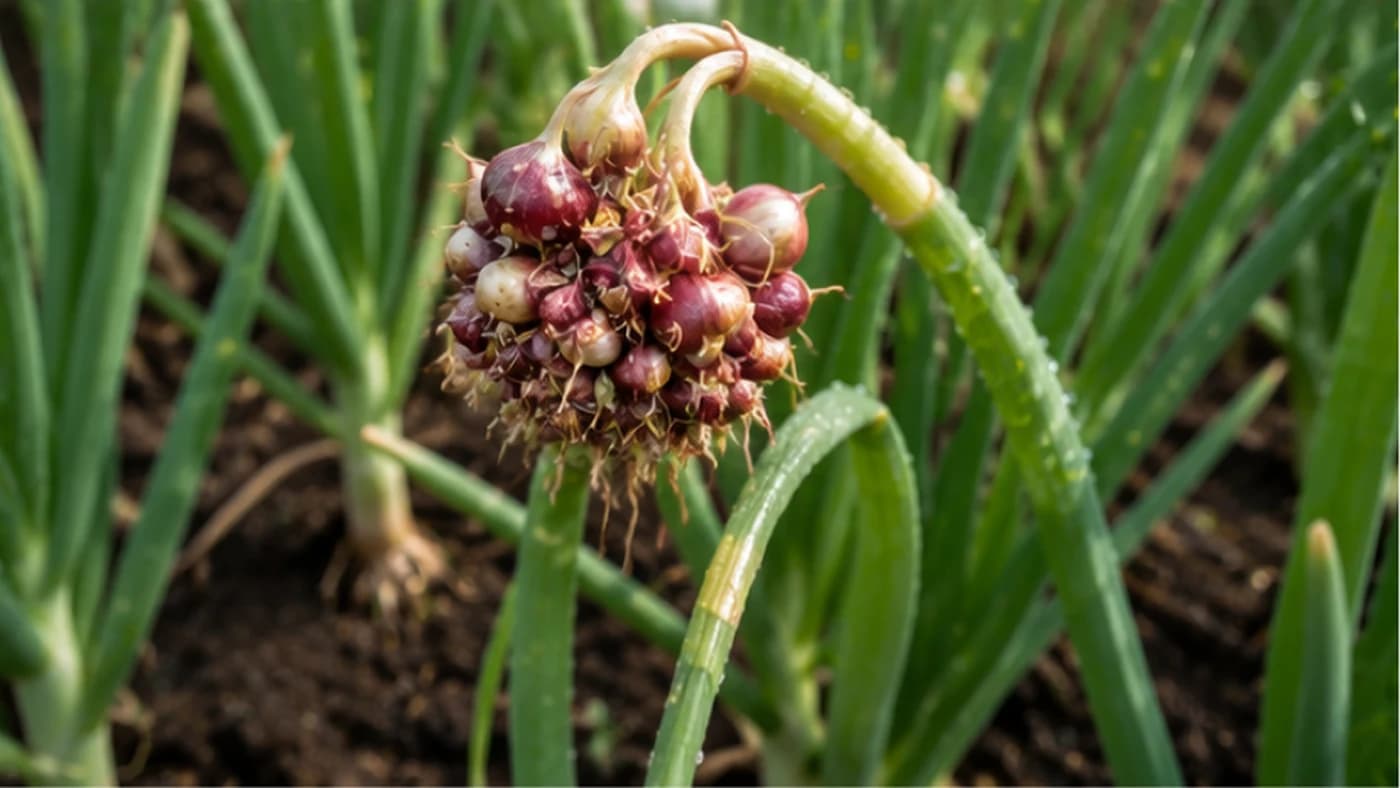 Growing Egyptian Walking Onions: The Perennial Onion You Plant Only Once